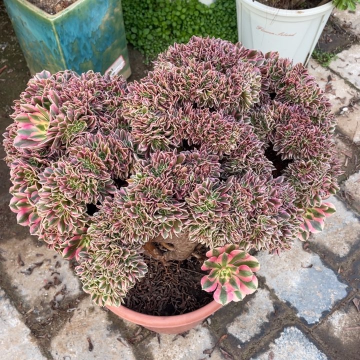 法师老桩缀化粉女巫