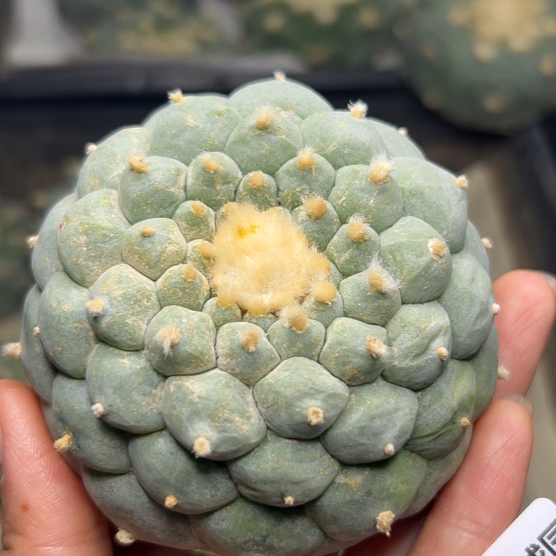 709 有根 仙人球的世界里