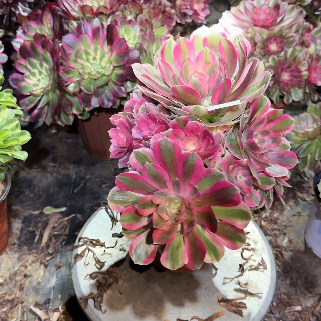 多肉植物粉女郎642