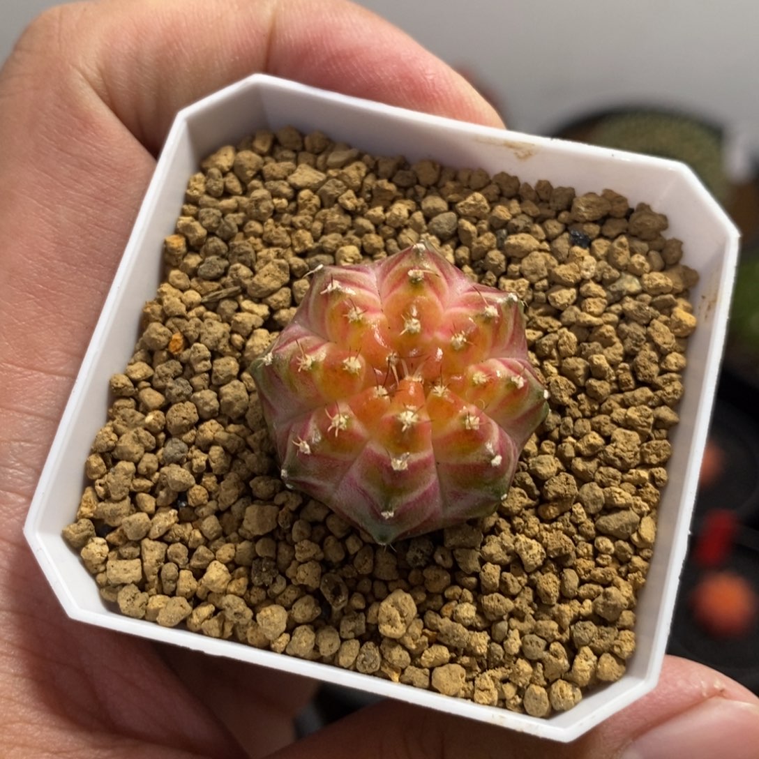 泰系实生轮回—带盆土发货21