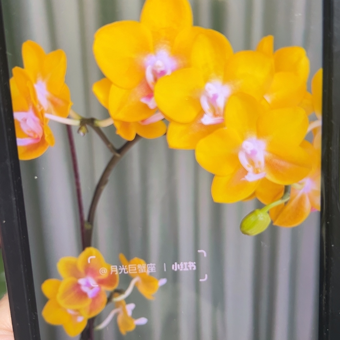 当前无花栽培后可以开花香水黄金2.8抽梗苗