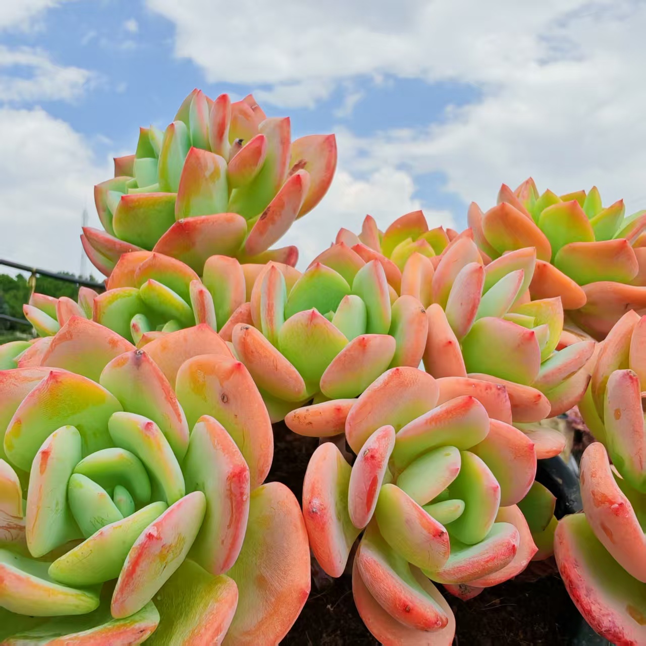 云漫多肉  盆栽白月光 25-30cm 多肉植物