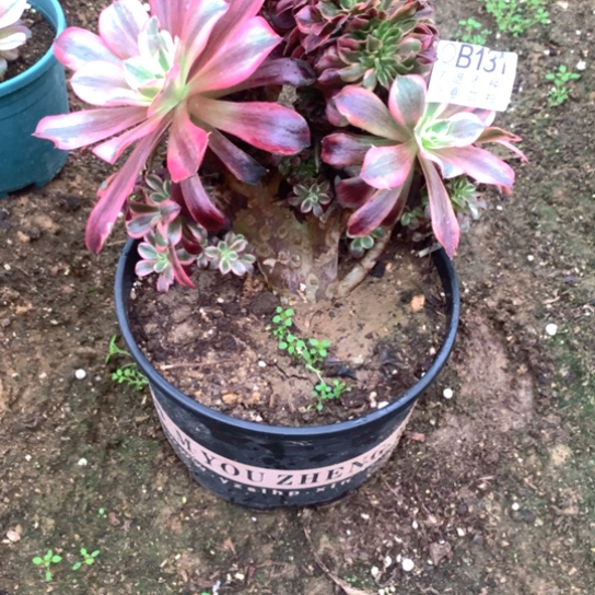 多肉植物美度缀131