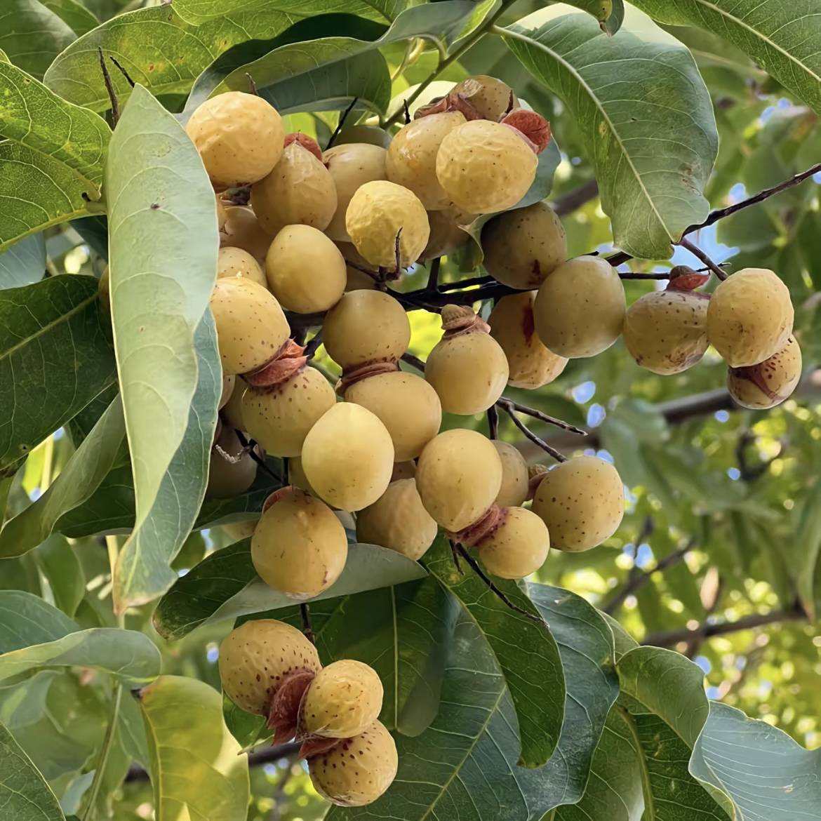 无换子贵州深山无患、子整个晒干