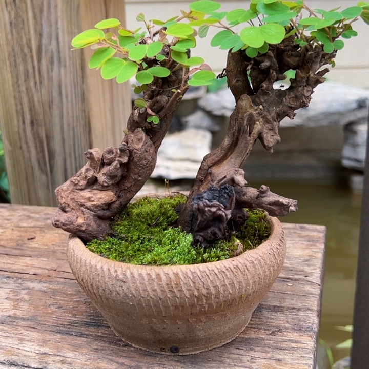 姚***生无花朵金丝红木盆景