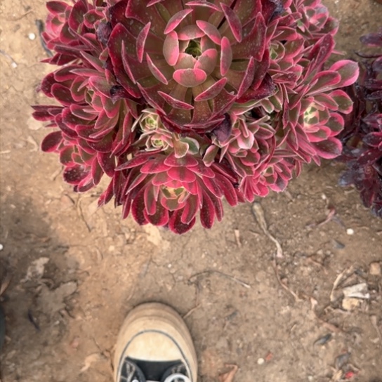 红女郎12.88加急发明天早上