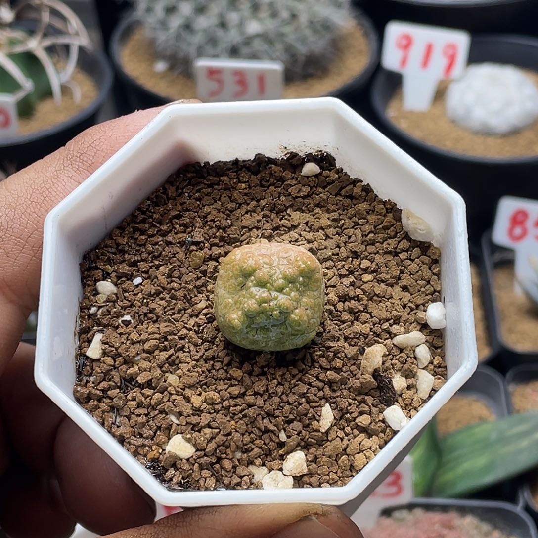 实生十字方凝蹄玉 带盆土包邮