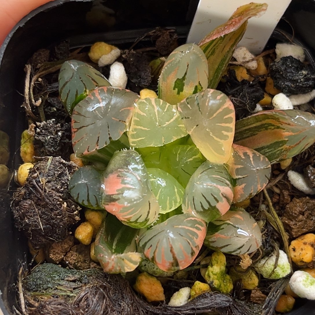34N1关东大紫冰灯玉露锦