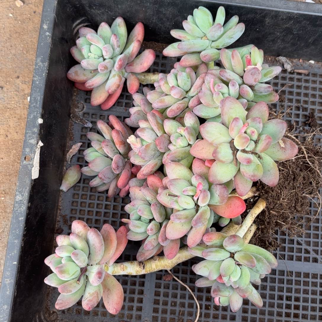 同温层多肉92苹果奶