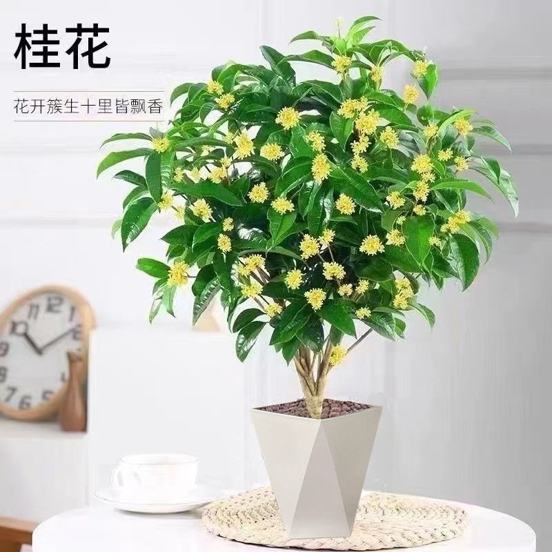 桂花树苗四季桂花盆栽可食用桂花大树庭院四季开花卉浓香型