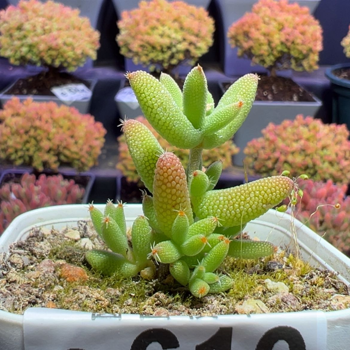 【闪购商品】e610实生玉米搬棚福福价