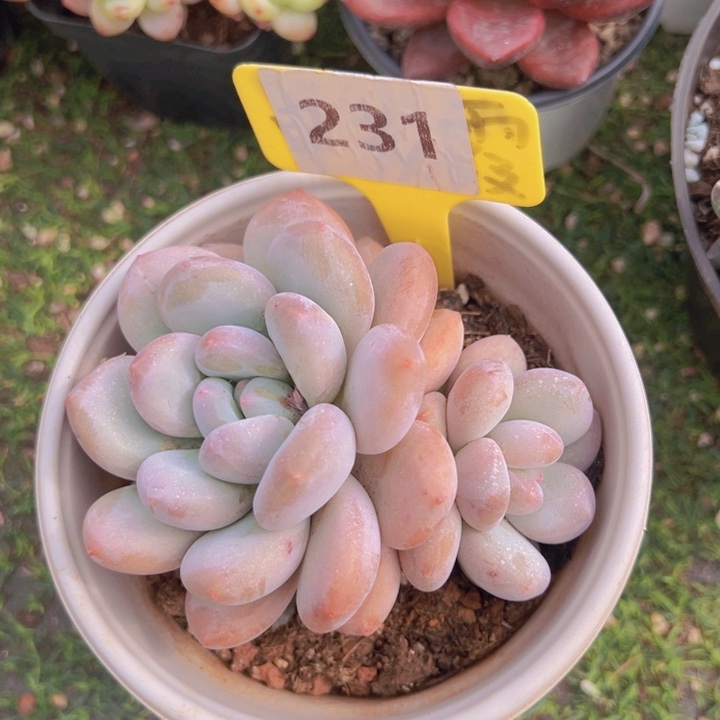 健健康康平平安安