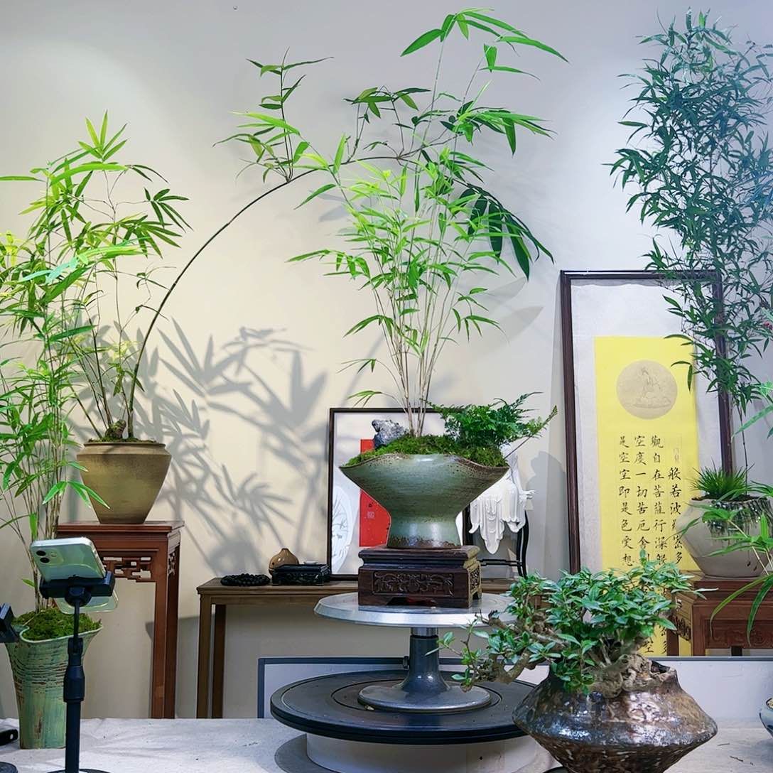 董*莉老桩精品竹盆景