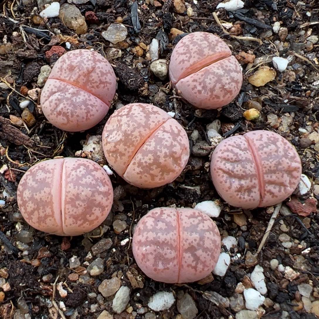 1.15好看的多肉032