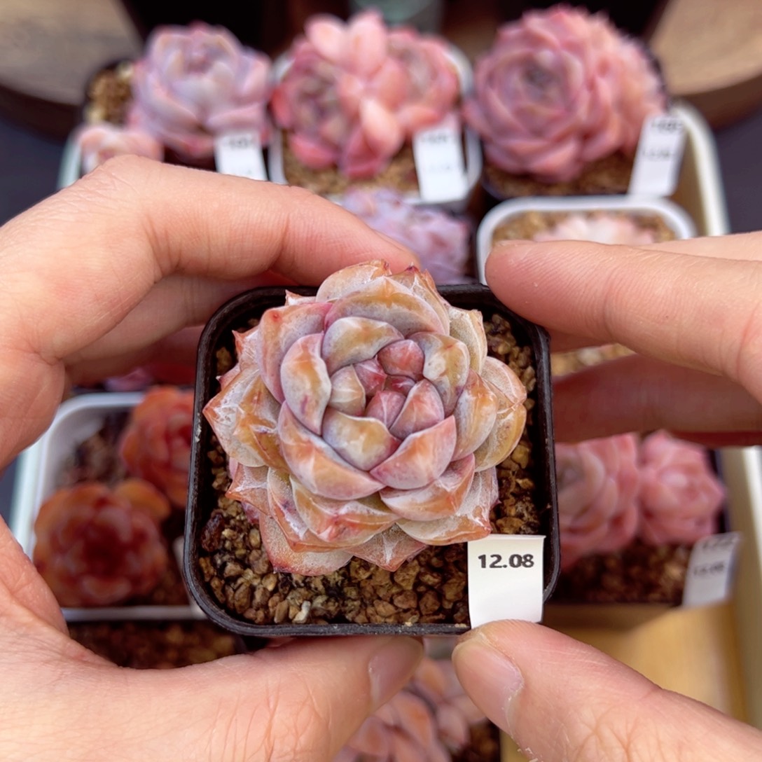 好好看175、哈哈哈哈