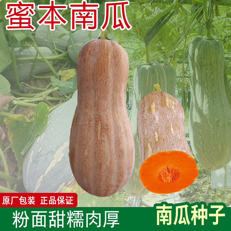 蜜本南瓜种子超甜粉面蜜本甜南瓜甄选早熟高产全国种植蔬菜种籽
