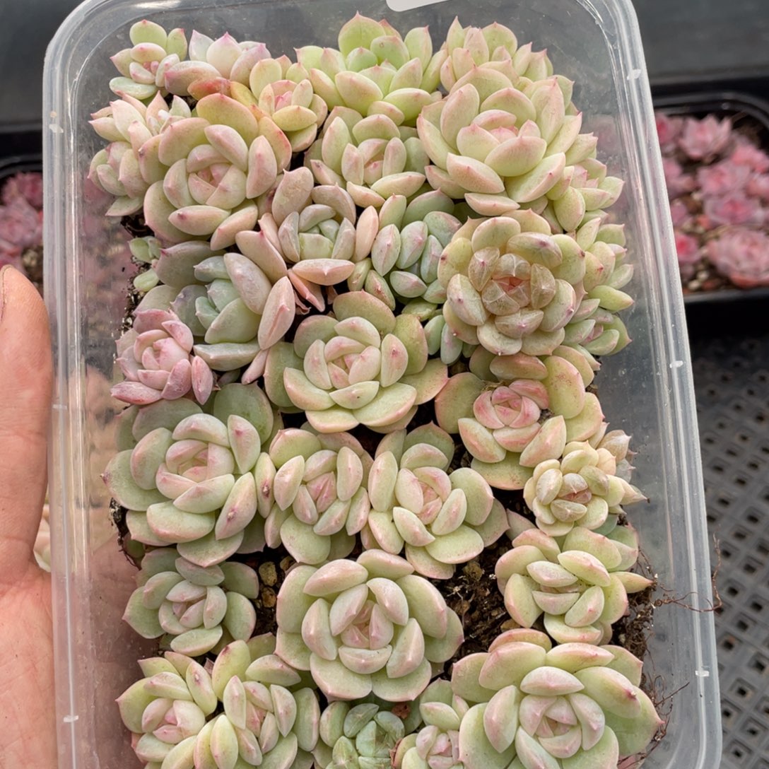 糕大上多肉植物69