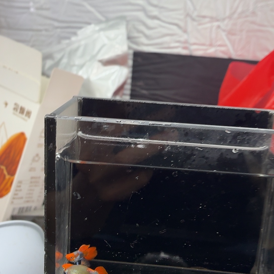 孔雀鱼深海蓝贵族一对