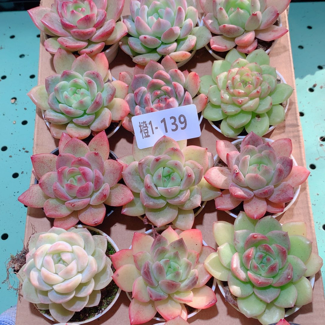 1-139一物一拍多肉带盆18颗