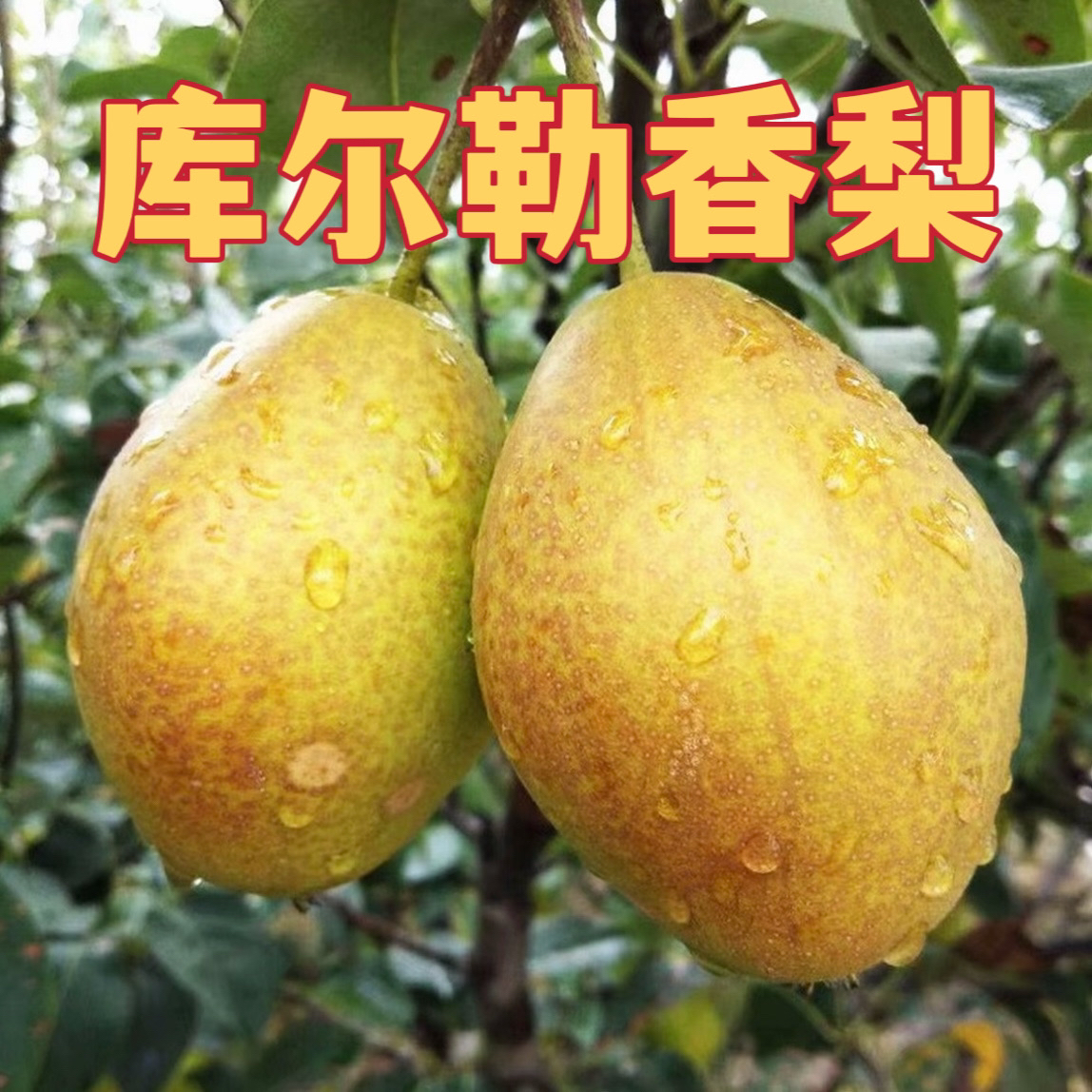 正宗嫁接库尔勒香梨玉露香梨树苗幼苗现挖现发南北方地栽盆栽适种