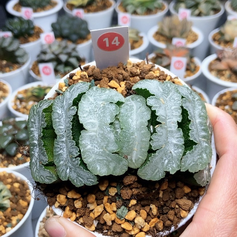 【闪购商品】14猛犸玉扇