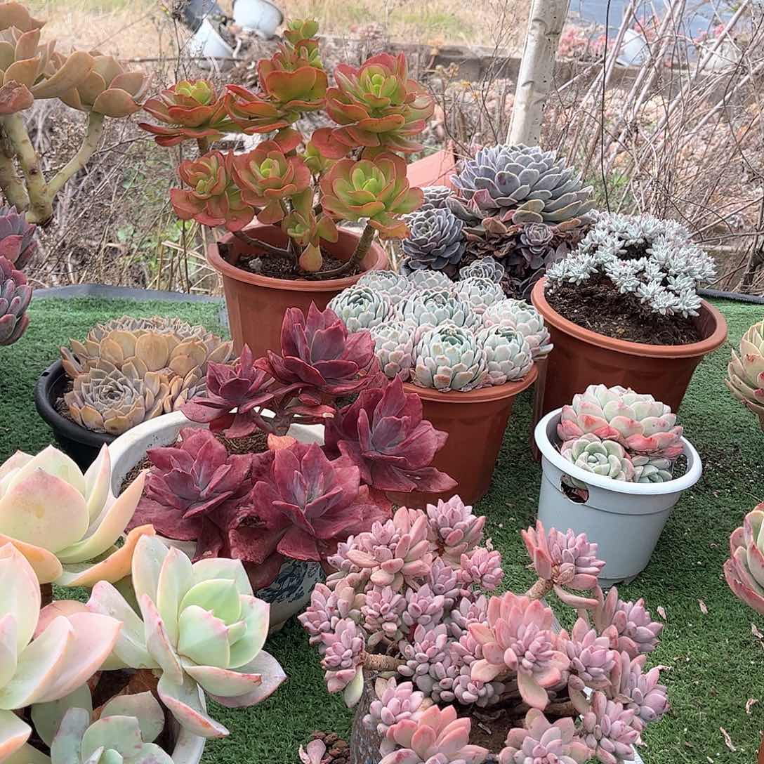 夏*美杏景多肉植物36