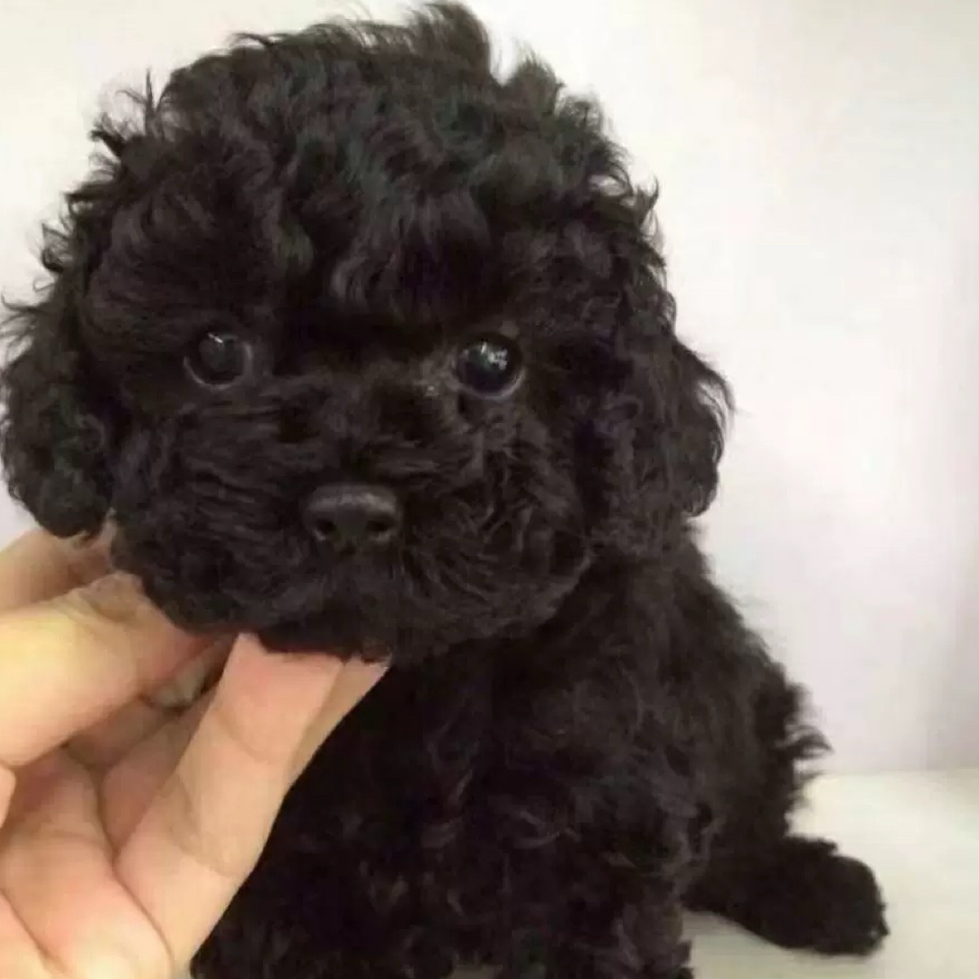 混血黑色泰迪纯黑色小体不掉毛奶茶色泰迪比熊泰迪串家养幼犬狗狗