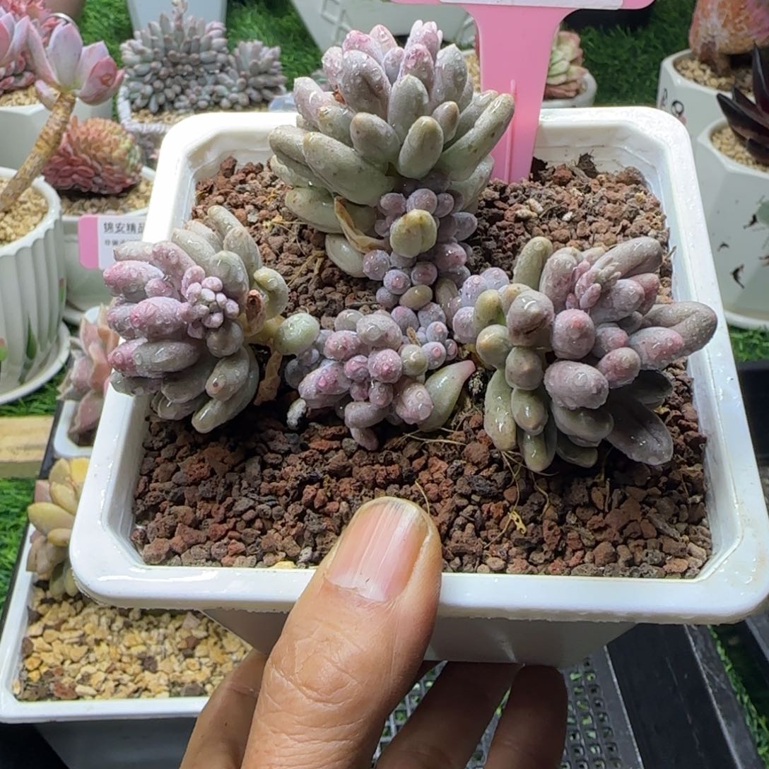 锦安精品多肉编号237