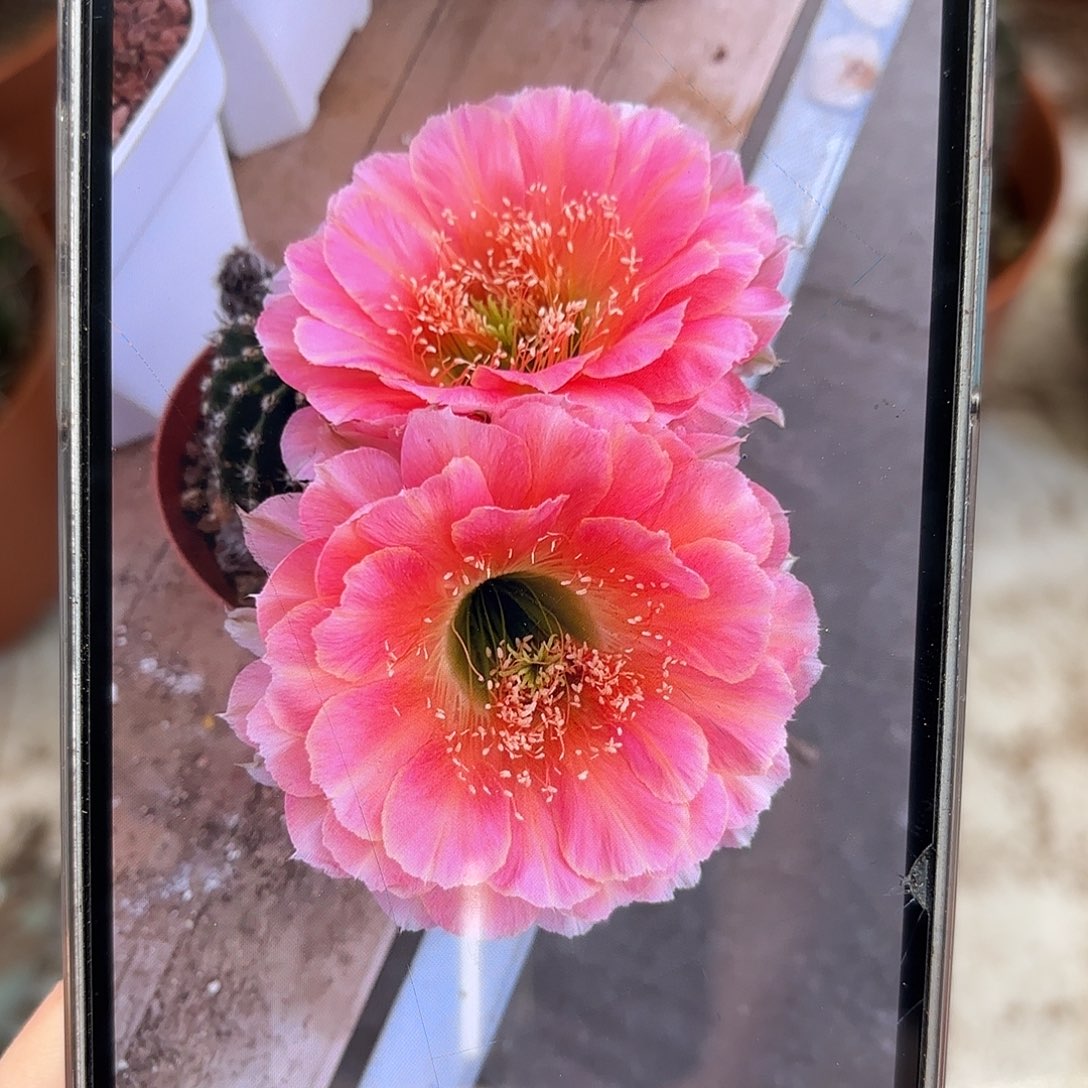 彩草樱桃5.5公分疤痕体质