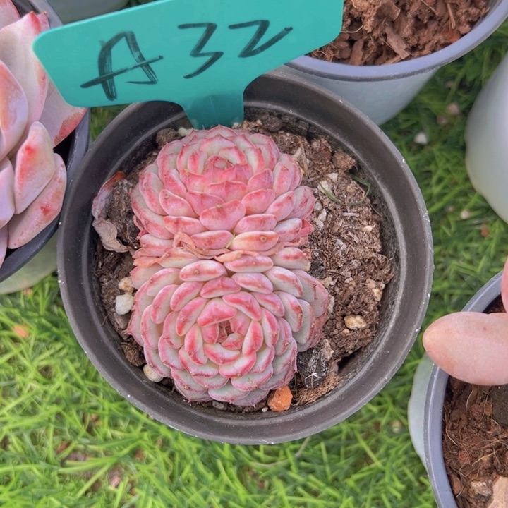 健健康康平平安安