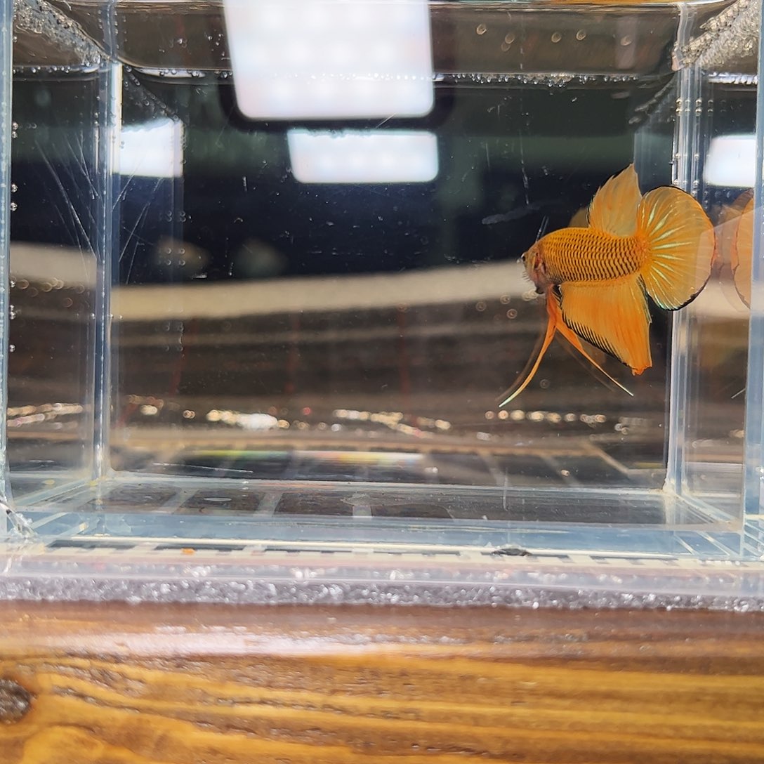 海水鱼宙斯斗鱼竞拍1220