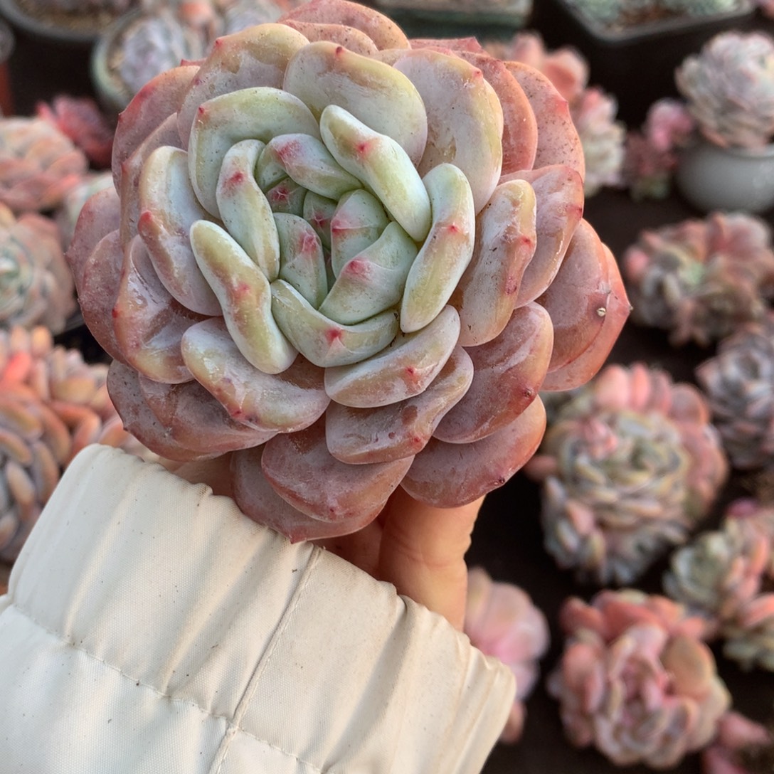 哈哈哈哈哈哈哈哈哈石榴籽