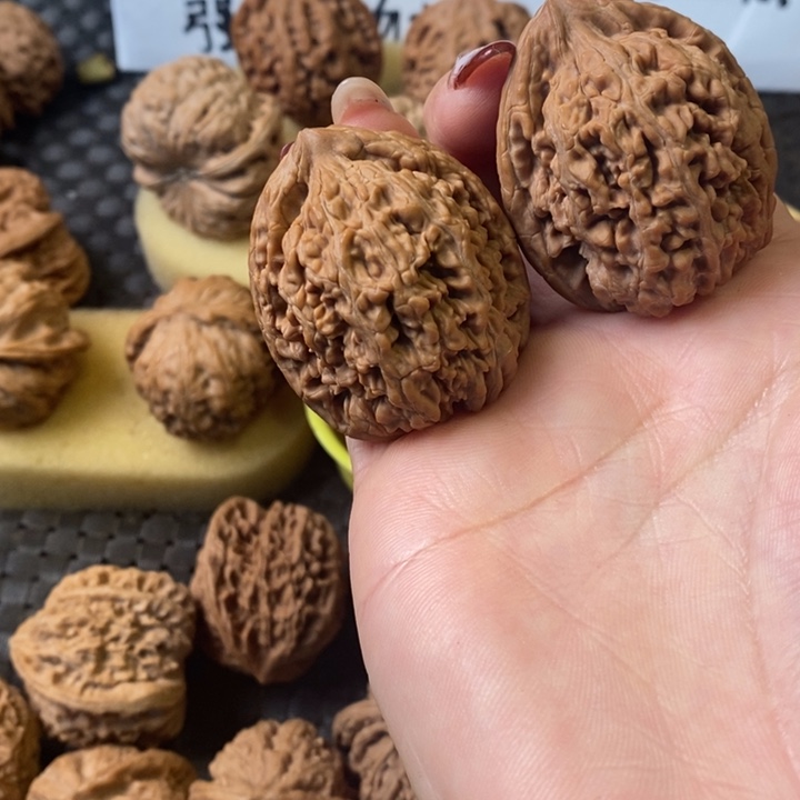 志蚂蚁王无修无修无修无修