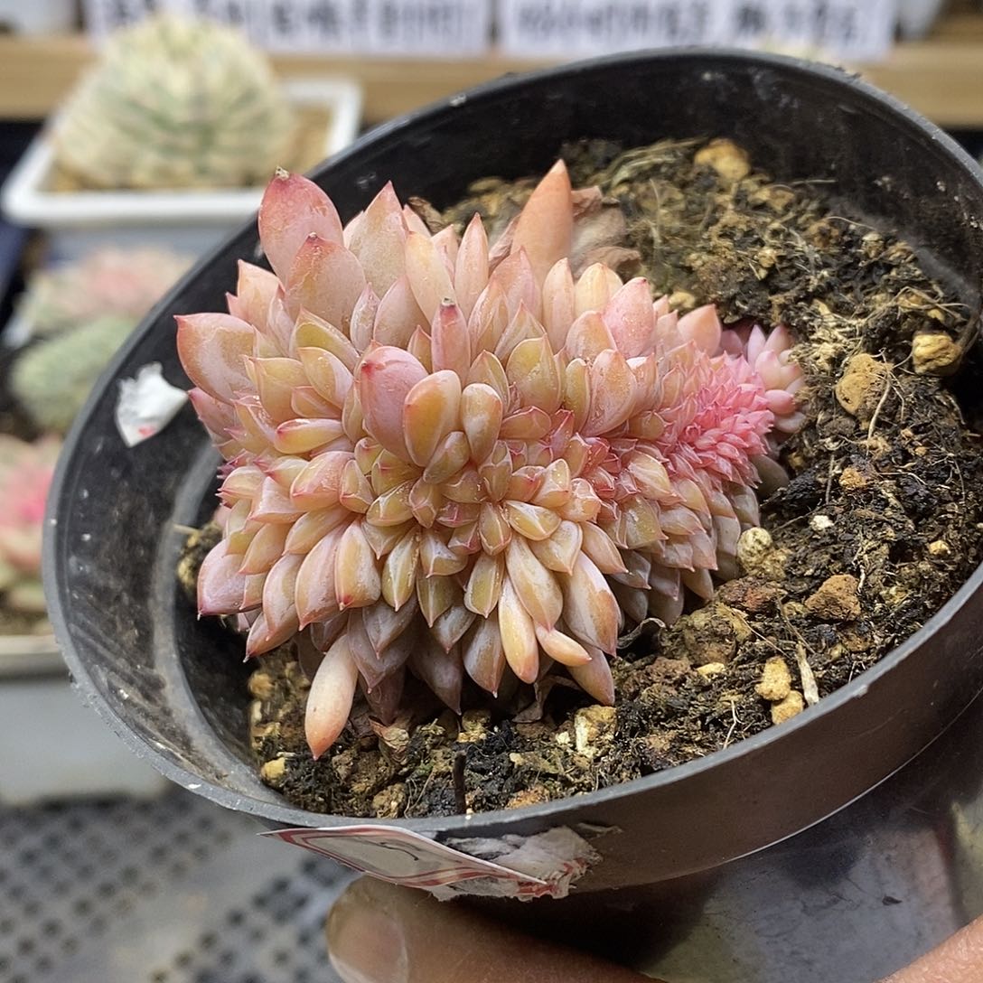 2659 星影缀化多肉