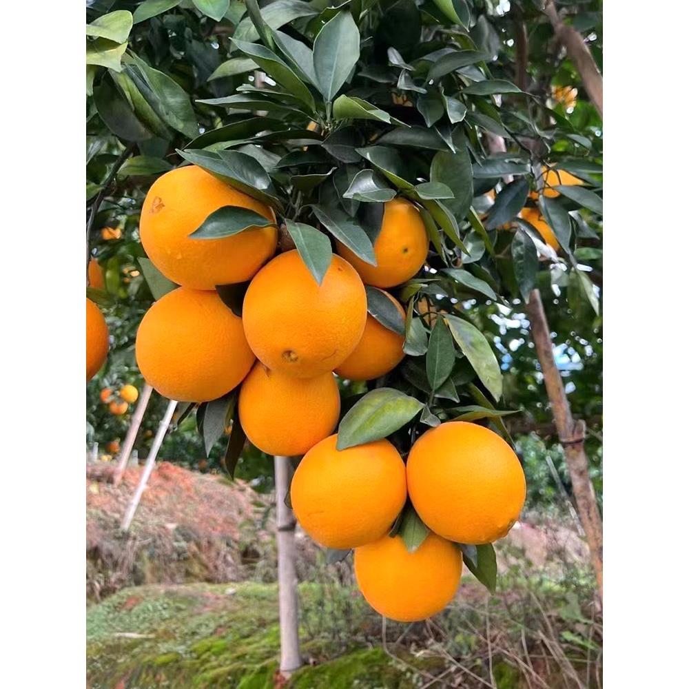 江西赣南脐橙苗嫁接纽荷尔脐橙苗血橙南方北方种植果树苗橙子树苗