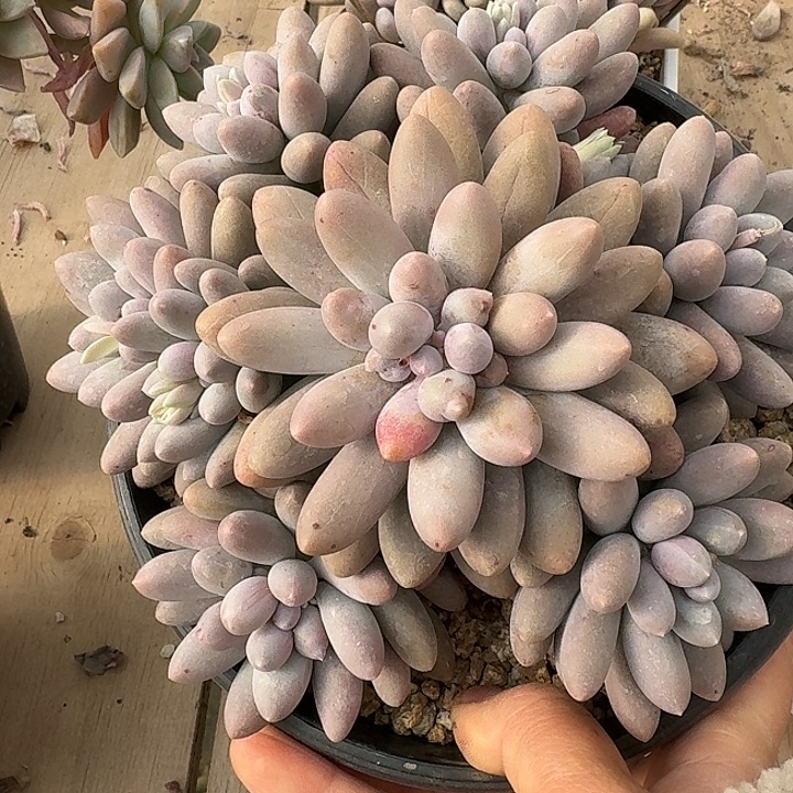 汤圆多肉植物的生长