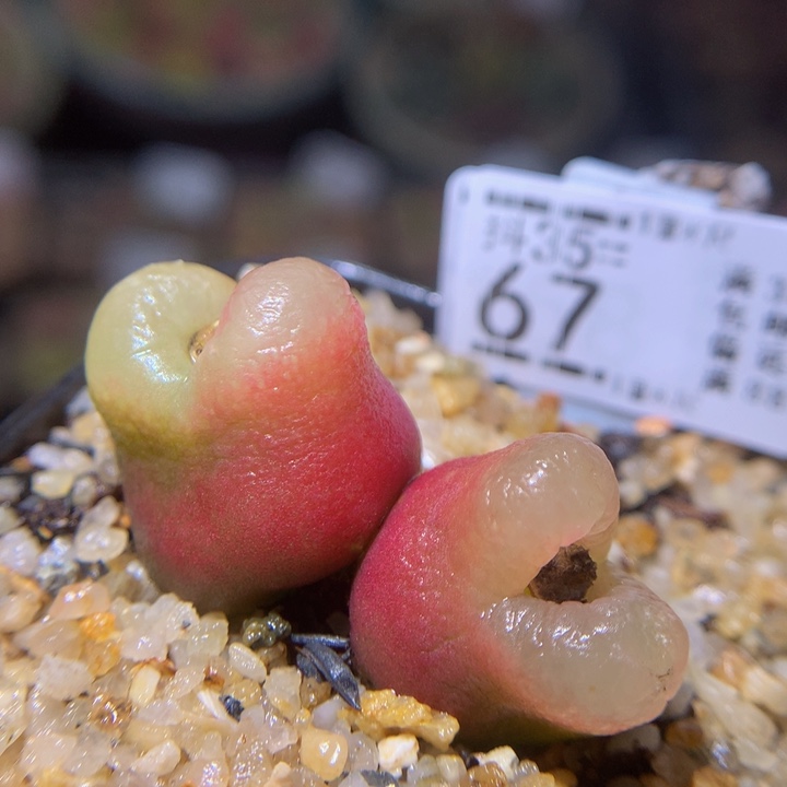 精品生石花35.67荔枝