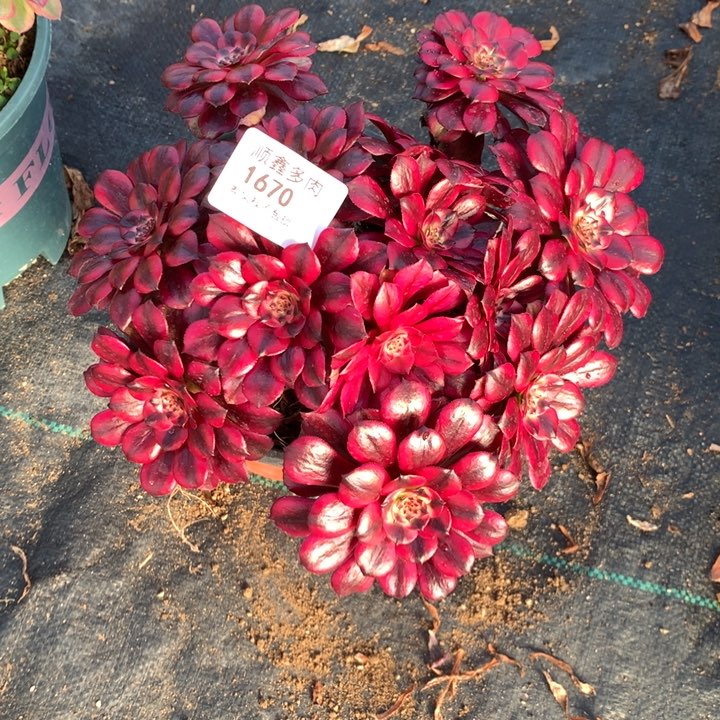 1670美肌多肉植物