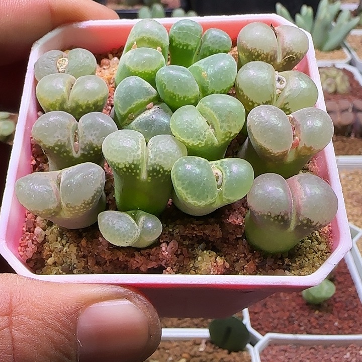 哈哈哈哈哈哈哈。 805