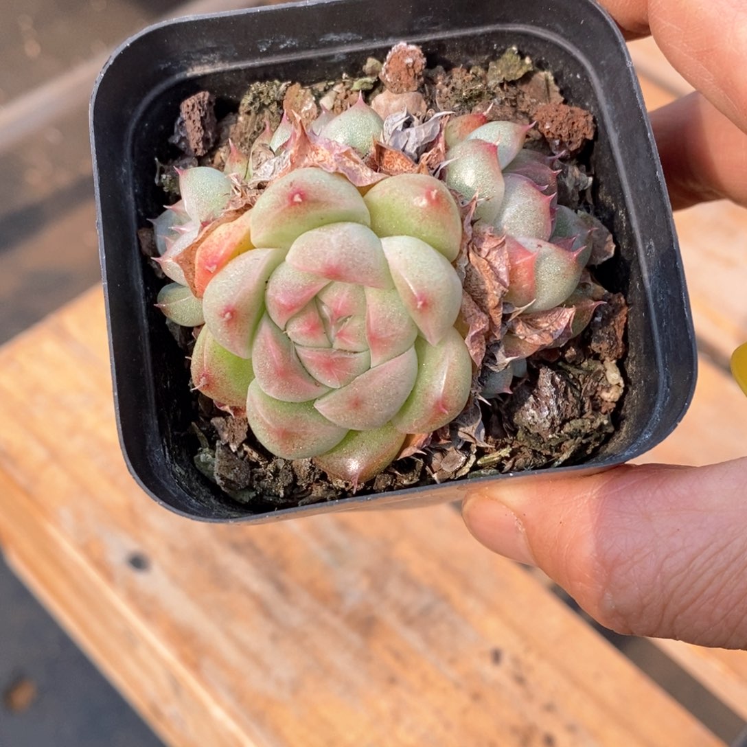 精品多肉一物一拍不包整45