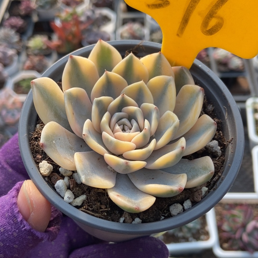 576汉堡锦多肉植物