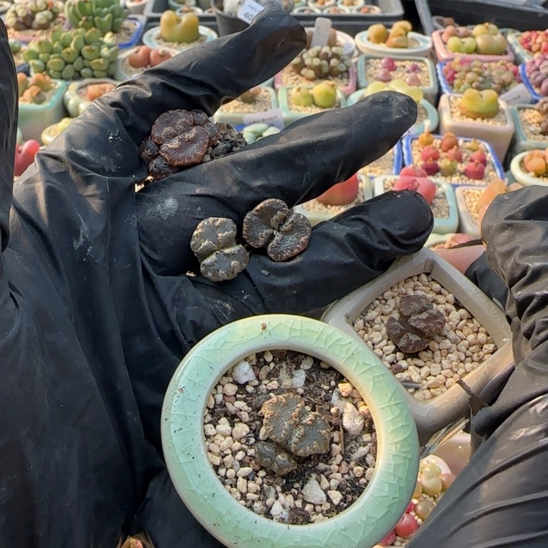 ****^4316--一物一拍 带盆