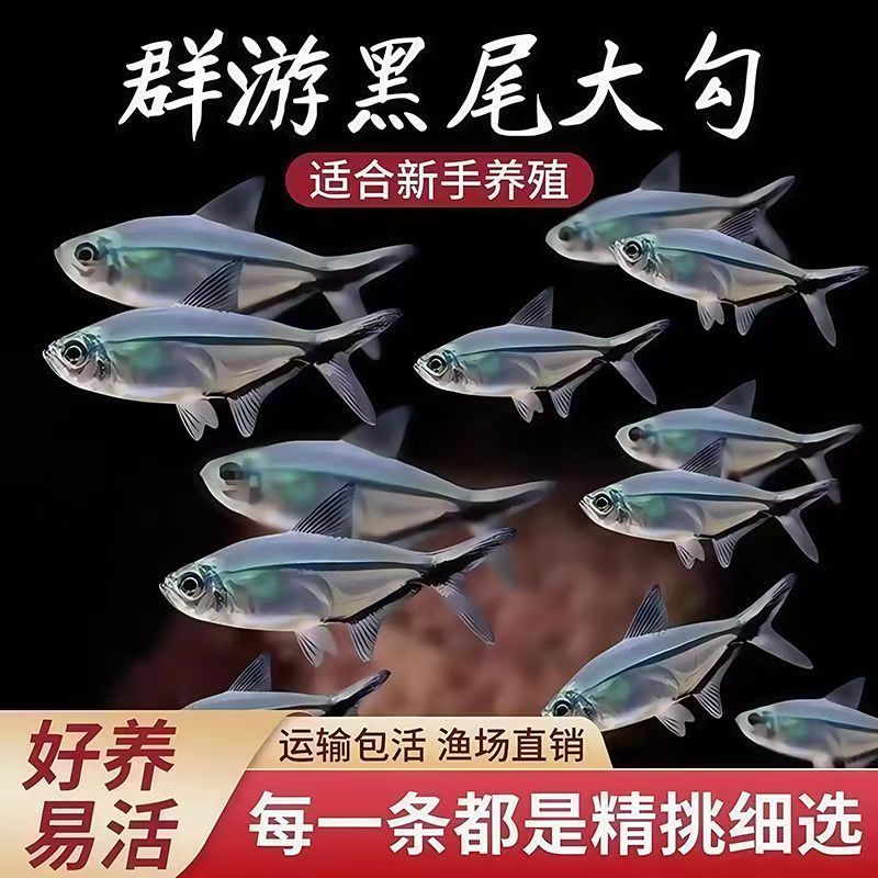 【顺丰包邮】黑尾大勾群游观赏鱼小型活体热带鱼草缸混养耐活好养