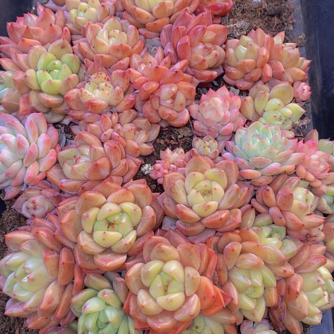 一物一拍。    02。  一筐