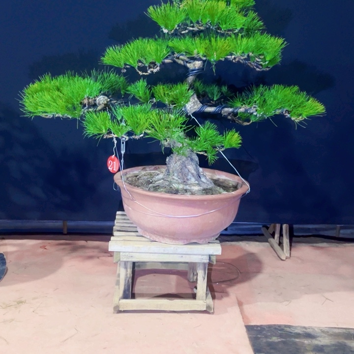 完全开放庭院盆景黑松盆景