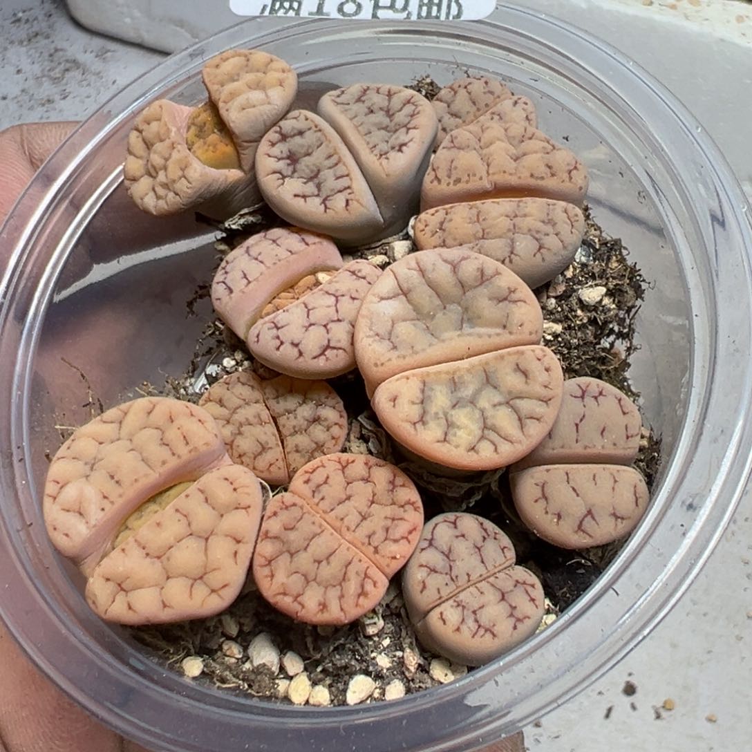 【闪购商品】 1080。     