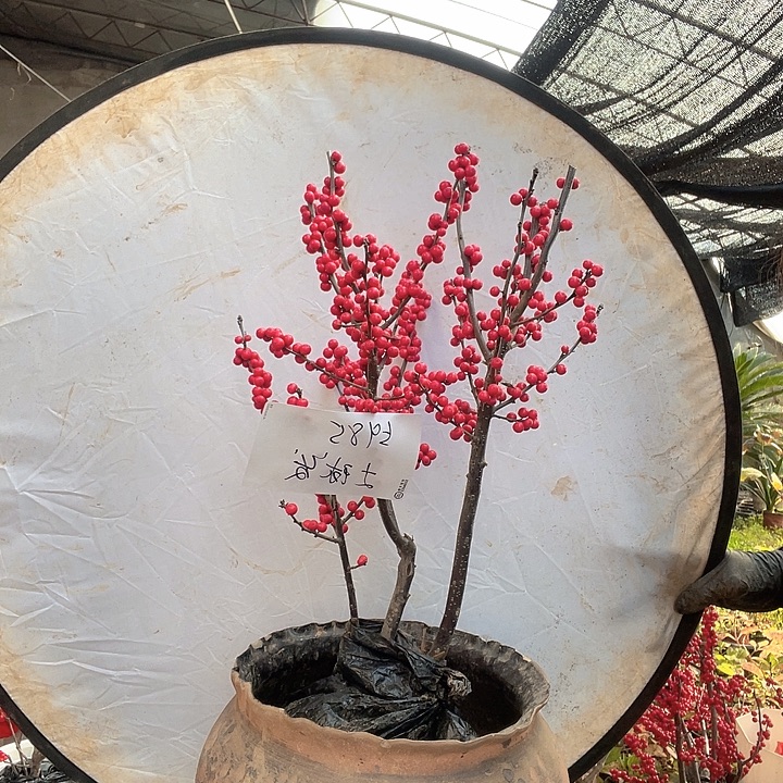 无花朵土球发货 东红福利