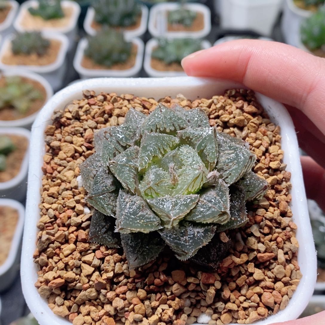 魔刺寿玉露多肉植物