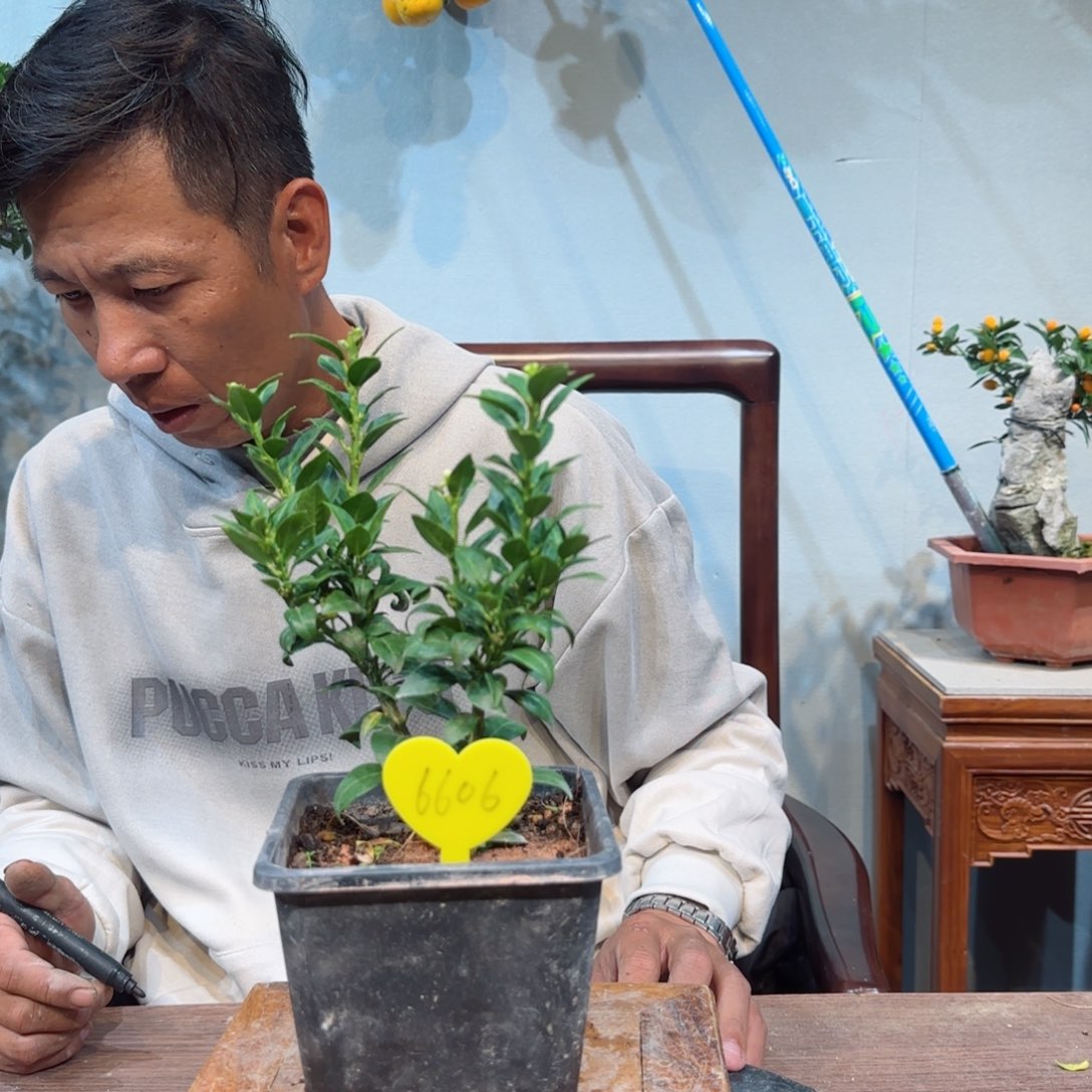 当前无花朵，栽培后可花朵森*