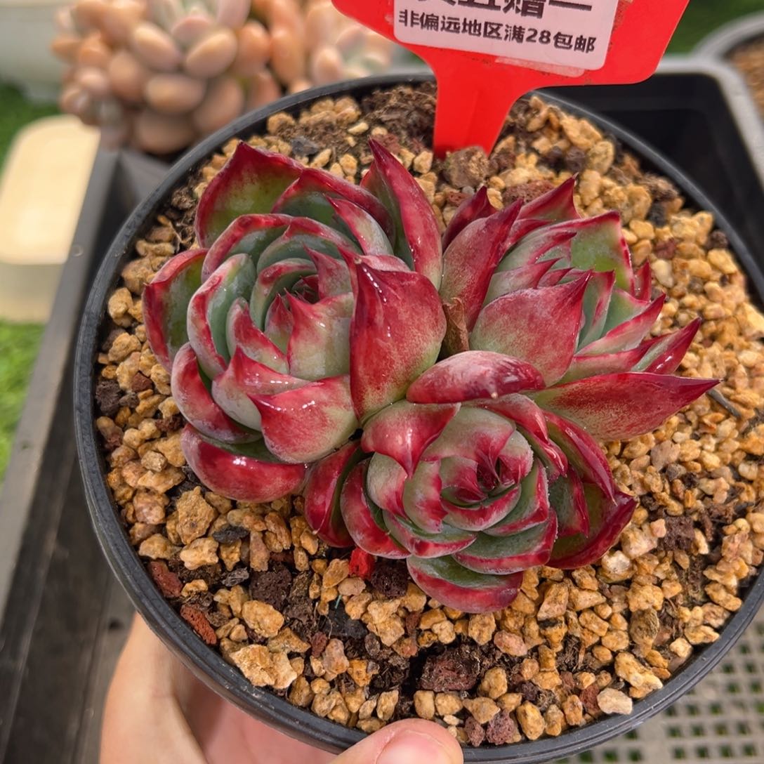 表妹精品多肉1398.